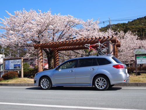 P4080561-2春野桜.jpg