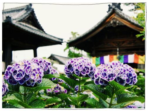 稲沢あじさいまつり 大塚性海寺歴史公園・性海寺