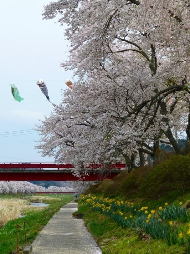 夏井千本桜_2014_04_28_07.jpg