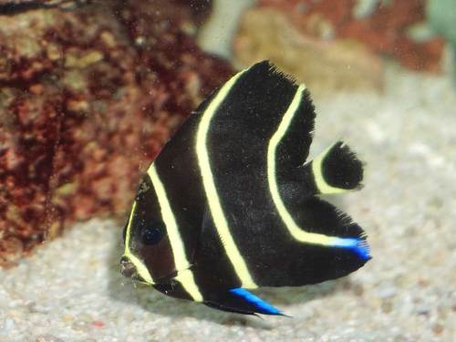 毎度 悩まされるヤッコの混泳 湘南水族館 犬バカの魚好き 楽天ブログ