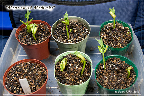 つるなしいんげん ingen0423.jpg