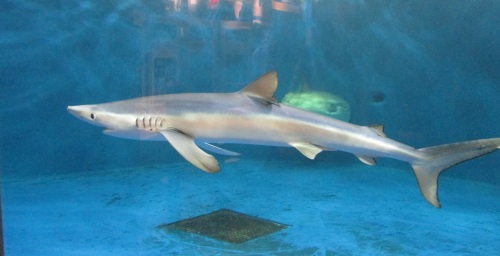 仙台うみの杜水族館