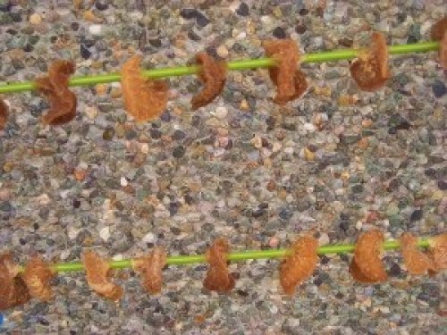 DSCN5863 (300x225).jpg