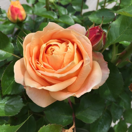 2016-04-26 13.20.22.jpg