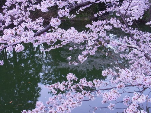 篠山さくらお菓子の里 (90)0116.jpg