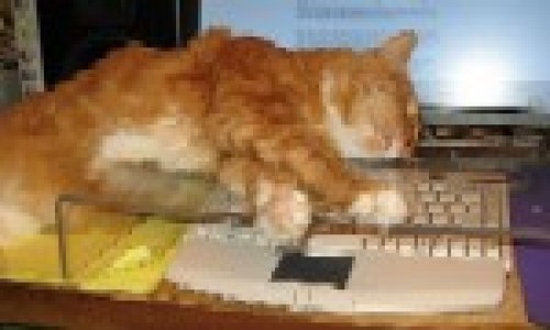 Kitty Keyboard Kover