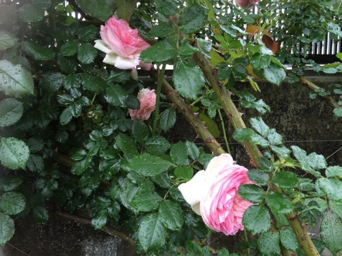 2016-05-03 16.38.55 - コピー.jpg