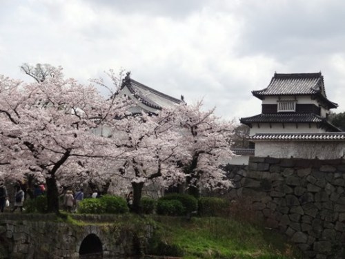 4.2016年 桜 福岡城 (3).JPG