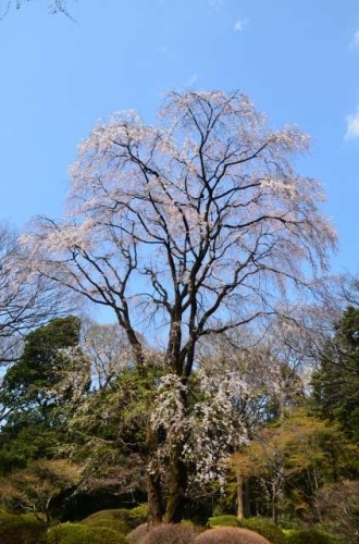 CHERRY BLOSSOM RIKUGIEN 4.Apr.2017-2.jpg