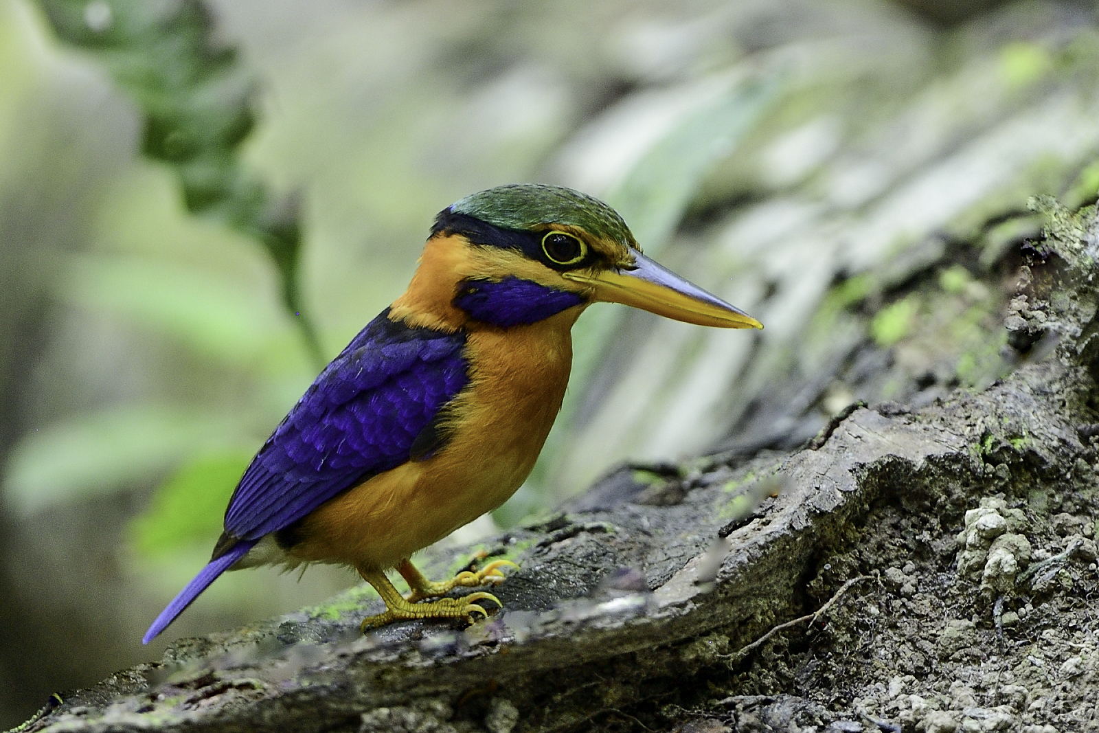 マレーシア探鳥レポート 3 Birding Report In Malaysia 3 鳥撮り夫婦の 野鳥写真 ブログ 週末限定鳥見の世界 Weblog Of Bird Photo By Birding Couple 楽天ブログ