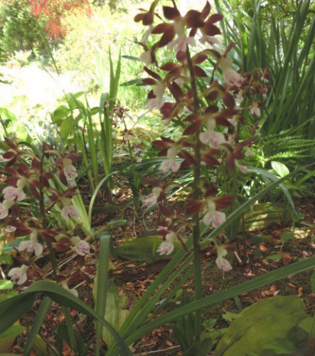 えびね (1)(V.2014_05_21__04_20_32).jpg