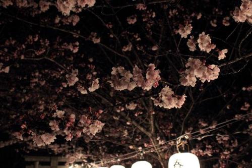 20160401 夜桜9.jpg