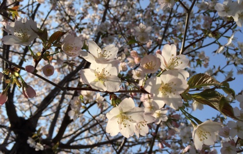 2015公園の桜