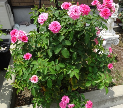 DSC00813.jpg