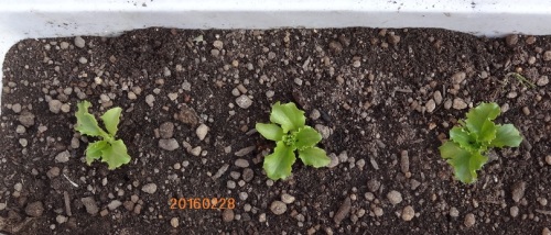 レタス20160228.jpg