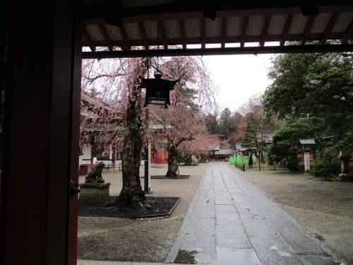 鹽竈神社の桜