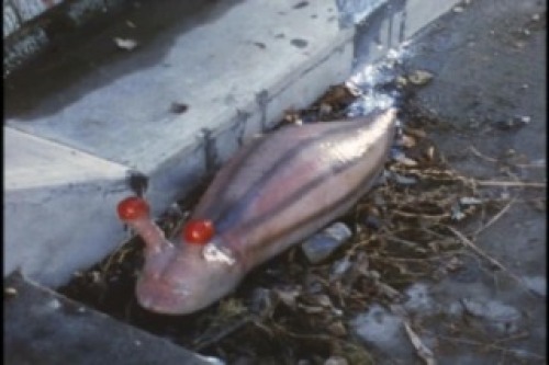 PDVD_013.jpg