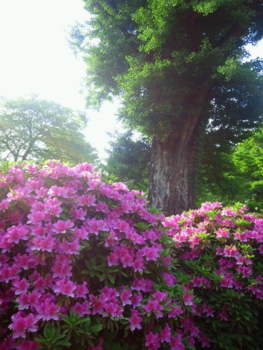 20130429_06.JPG