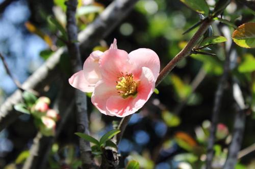 20160320 木瓜15.jpg