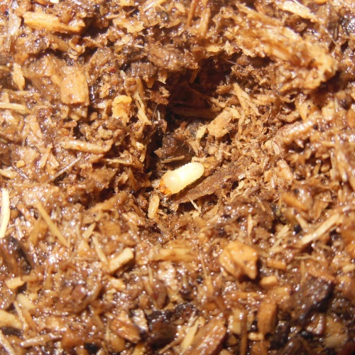 hB4Cγ-02-02 (1).JPG