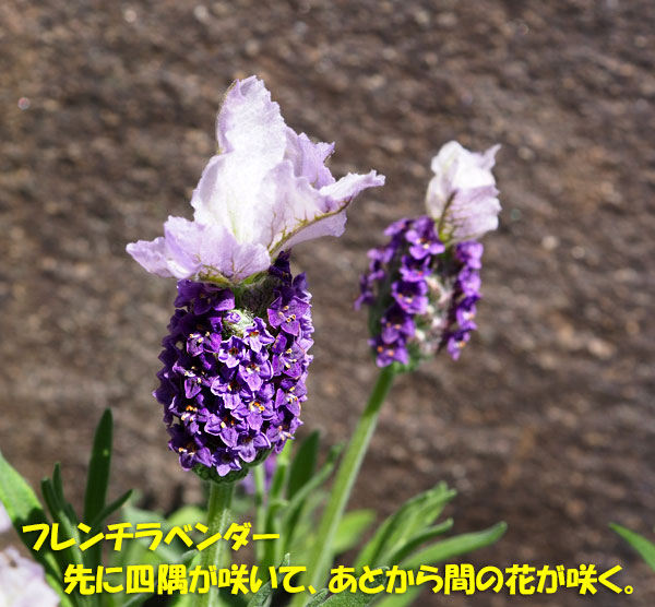 初夏の花たち 花蜂 Kororin日記 楽天ブログ