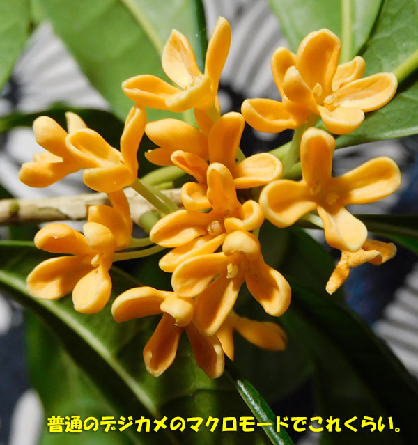 8ページ目の 庭の花 Kororin日記 楽天ブログ