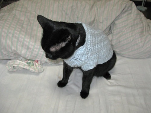 猫のセーター9.jpg