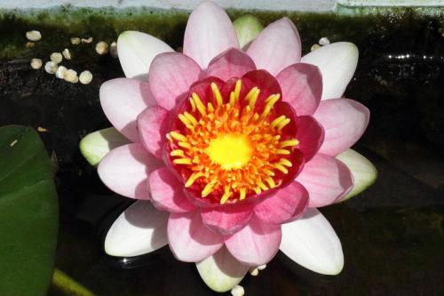 20160512 スイレン4.jpg