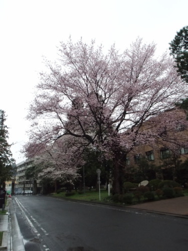 東北大片平キャンパス正門近くの桜20150405