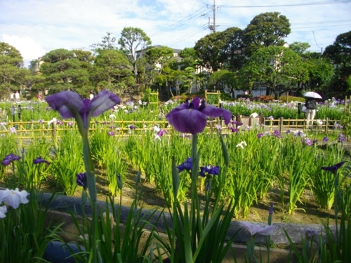 堀切菖蒲園 (2).JPG