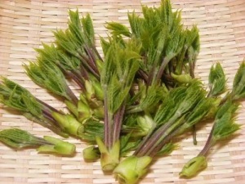 DSCN8480 (300x225).jpg