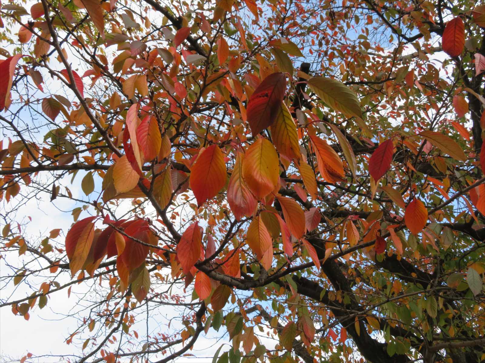団地の桜の紅葉 11月9日 ニンニク父さんのブログ 楽天ブログ