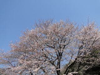 20120408c.jpg