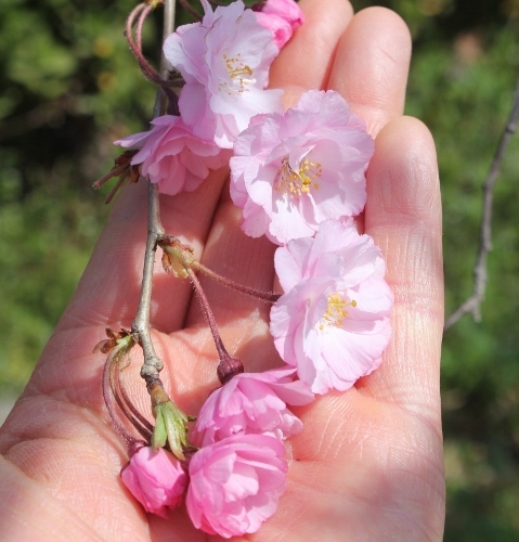 枝垂れ桜　手.jpg