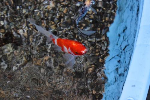 20160710 桜朱文金3.jpg