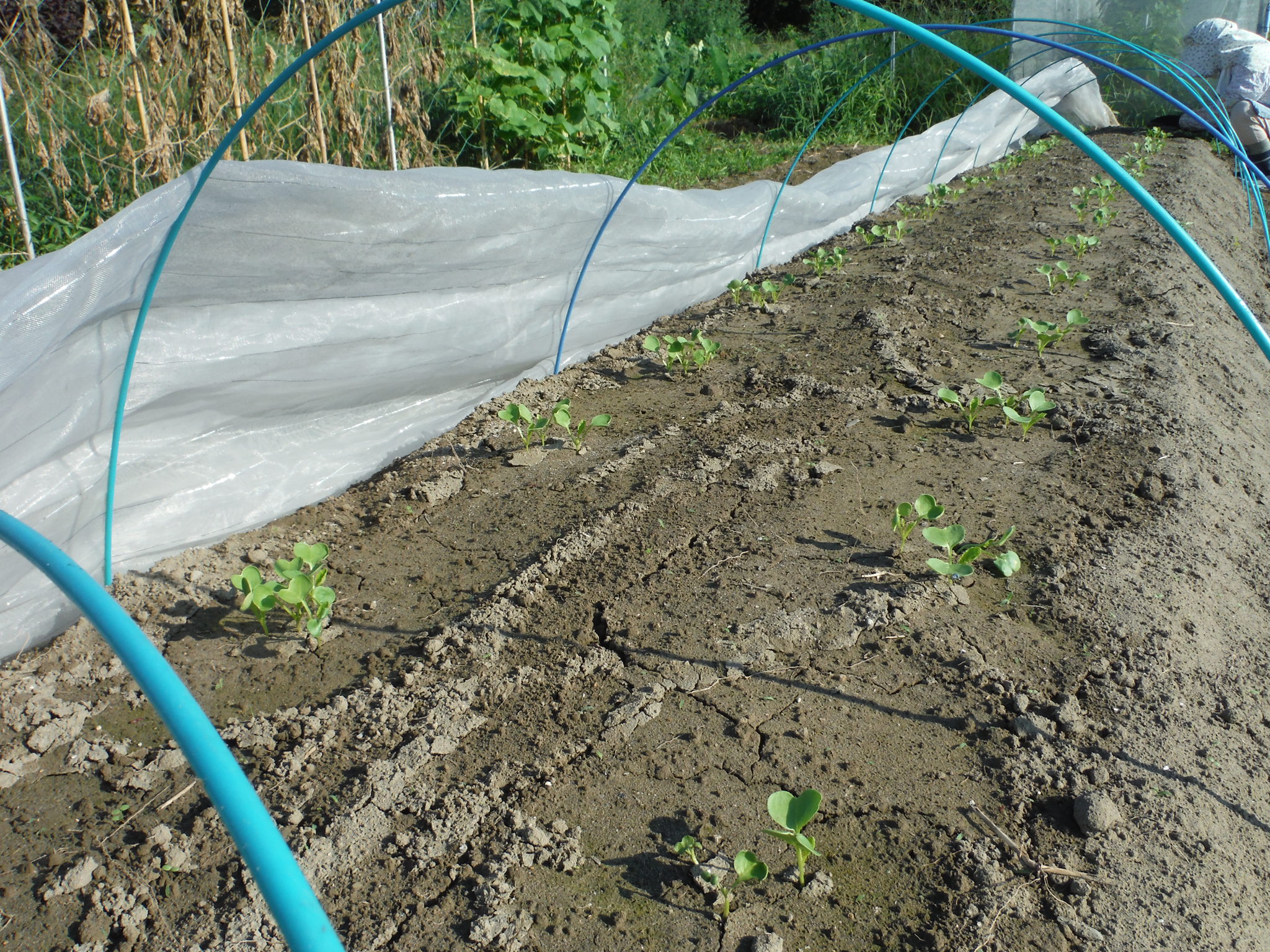 ３枚でも双葉 大根間引きとキュウリ定植 アラ古希夫婦の菜園生活 楽天ブログ