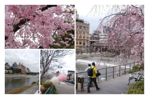 2015鴨川桜-01.jpg