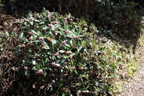 20160221 沈丁花.jpg