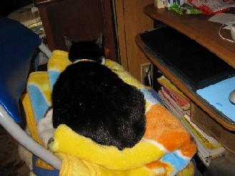 クロ・ゴン・みかん　2011.03.11 013.jpgブログ.jpg