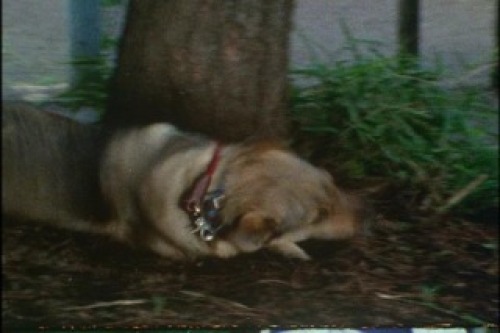 PDVD_004.jpg