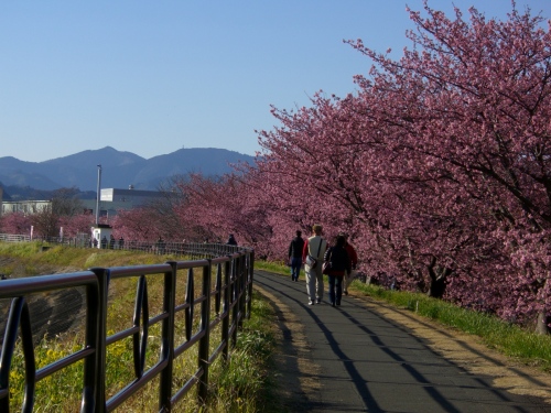 2016_0221河津さくら0042.JPG