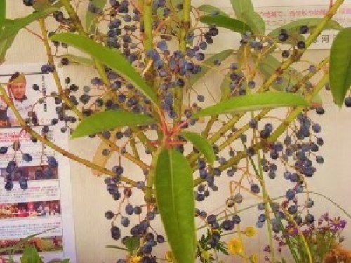 DSCN1926 (300x225).jpg