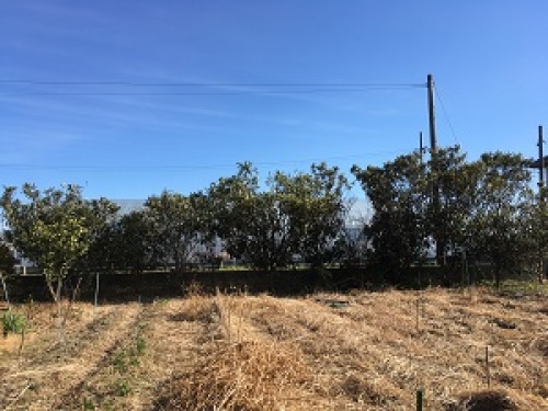 枇杷の剪定1  IMG_3645.jpg