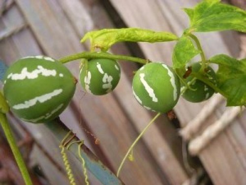 DSCN2951 (300x225).jpg