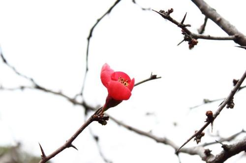 20160123 木瓜2.jpg