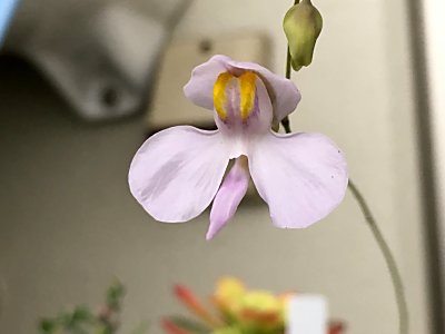 ひっそりと咲いてたんです | 僕の食虫植物日記 - 楽天ブログ