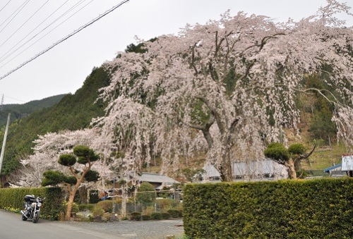 ２０１５枝垂桜.jpg