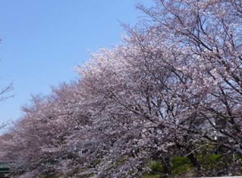 桜2.JPG