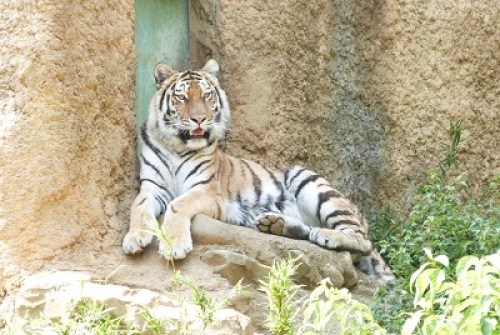 多摩動物公園8.jpg