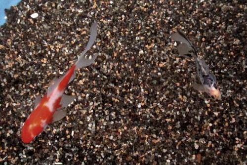 20160417 ブリストル朱文金&桜朱文金.jpg